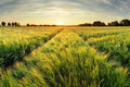 Springtime Rural Farm Landscape with Wheat Field at Sunset Cool Wall Art Print Poster 18X12